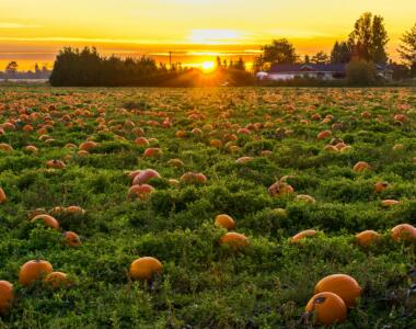 Fun Fall Activities for Families